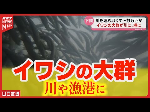 イワシ大群が川と港に！住民も仰天、その数5万匹超？！山口県下関市