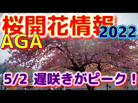 ⭐AGA桜開花情報　2022　５月２日　（遅咲きがピーク！）　#Shorts