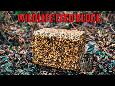 What Happens to a Wildlife Feed Block Left in the Woods? Let's find out! Trail Camera