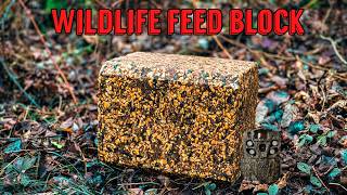 What Happens to a Wildlife Feed Block Left in the Woods? Let's find out! Trail Camera