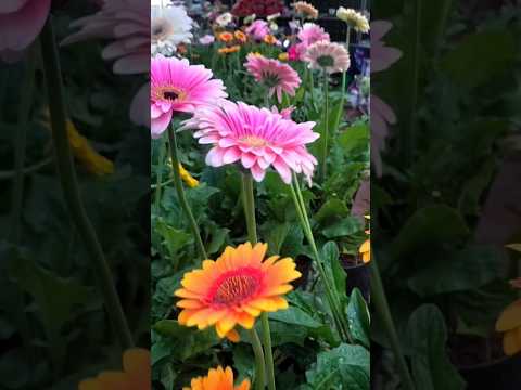 flower magic🥰🥰 subscribe me  #shorts #Gerbera #gardening #flowers #flowerphotography #viral