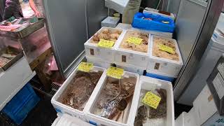 Toyosu Fish Market Walk