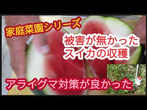 【アライグマ対策のスイカ収穫】オオカミが怖かったかな？【家庭菜園シリーズ】