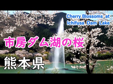 Cherry Blossoms at Ichifusa Dam Lake with Relaxation Music ( Kumamoto ) / Spectacular Views of Japan