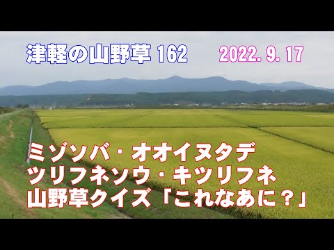 津軽の山野草162(ﾐｿﾞｿﾊﾞ・ｵｵｲﾇﾀﾃﾞ・ﾂﾘﾌﾈｿｳ・ｷﾂﾘﾌﾈ・山野草ｸｲｽﾞ)