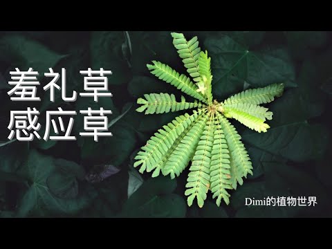 羞礼草/感应草，很可爱的植物 - Biophytum sensitivum