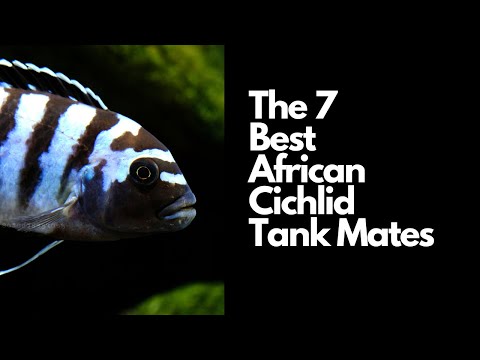 The 7 Best African Cichlid Tank Mates 🐟