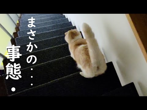 深夜に猫が必死について来いと言うので様子を見に行ってみると...