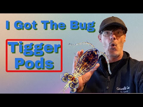 Tigger Pods (Adding Copepods To Reef Tank Aquariums ) How And When To Add Copepods To A Reef Tank