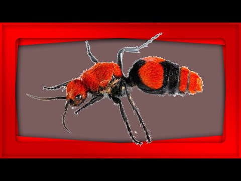 3 Cool Facts about Velvet Ants