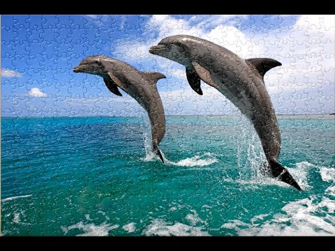 DOLPHIN | Speed up jigsaw puzzle 快轉拼圖| Satisfying Video