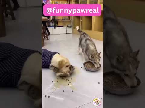 Funny Animal Videos 2023   Funniest Cats And Dogs Video #shorts