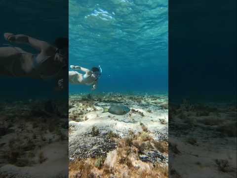 Parrot Fish Dreams #ocean #swimming #bikini #mexico