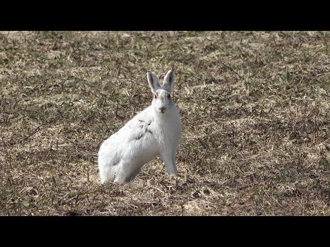 【えりすいしかり】エゾユキウサギ　2023