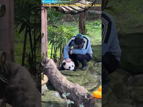 你顿时感受到了奶爸心里那道温暖的光 You suddenly felt the warm light in daddy’s heart #panda #cute #funny #giantpanda