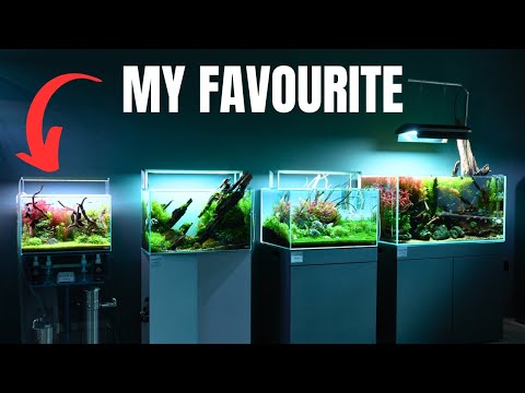 AMAZING AQUARIUM STORE TOUR! Aquascape Inspiration