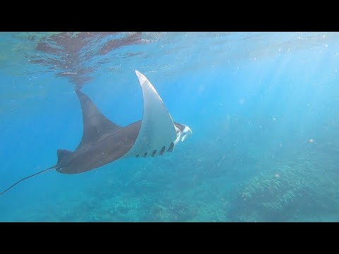 Snorkeling with Manta Ray at Hanauma Bay, Oahu 【ハワイでマンタとシュノーケリング】#Shorts