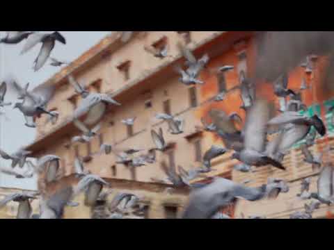 City Pigeons | Copyright Free Video Footage