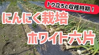 【にんにく栽培】ホワイト六片 トウ立ちと収穫時期 【髭サン農家】