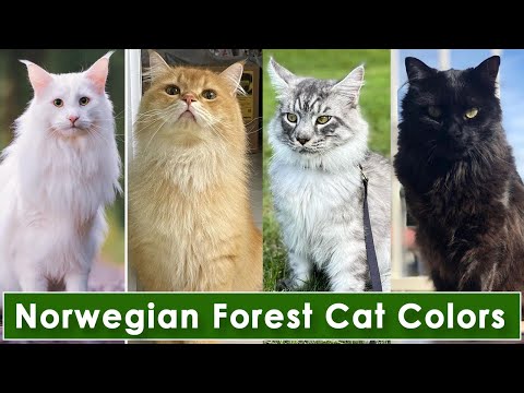 Top 10 Norwegian Forest Cat Colors & Patterns #cats #viral