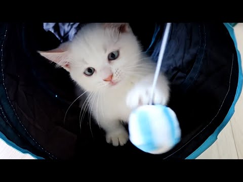 貓隧道玩具值得購買嗎？Does the kitten like this cat toy?