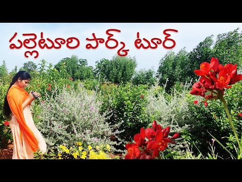 మా పల్లె ప్రకృతి వనం - లక్కవరం🌴🌺 | Palle Prakruthi Vanam Lakka Varam | Village Garden | Telugu Vlogs