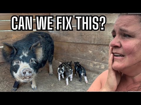 Time To Make Some Changes| Did NOT Go As Planned with These Piglets!