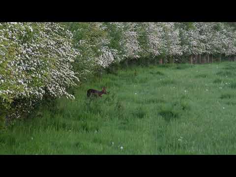 A local Roebuck that's totally ignoring me filming a rifle review, until I deliberately alert it!