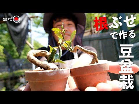 Kinzu's mame bonsai made with roots [Bonsai Q]