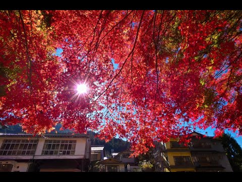 天川村洞川温泉郷【龍泉寺】の紅葉 2023.11.08