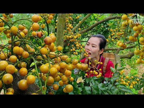 VIDEO FULL: 120 Days - Make Garden - Harvesting Fireballs Fruit - Wampee - Lily flower - Snail