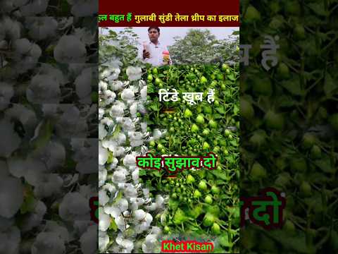 कपास की सबसे अच्छी फसल कपास की सबसे अच्छी किस्म, cotton top spray, how to grow cotton #khetikisan