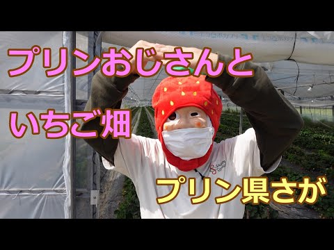 プリン県さがでお気に入りのプリンをみつけよう！香月さんちのいちご畑　いちごミルクプリン