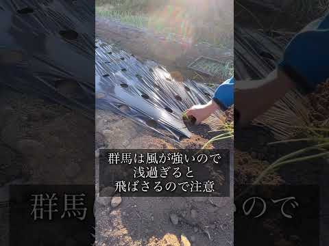 玉ねぎ　苗取り〜植え付け　自作の苗　10月下旬　群馬