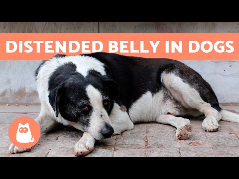 Why Is My DOG'S BELLY SWOLLEN and HARD? 🐶 5 Causes and Treatment ✅