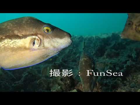 食べたら死んじゃうよ、キタマクラ（Canthigaster rivulata ）