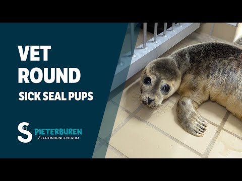 Vet round: Sick seal pups at Seal Centre Pieterburen