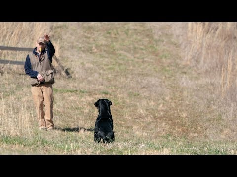 Handling Tips For Retriever Trainers