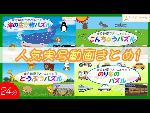 [ Japanese ] Sea animals Animals Vehicles Insects moving live-action video Puzzle medley 1 For kids