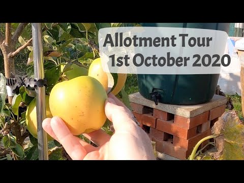 Allotment Tour, 1st October 2020