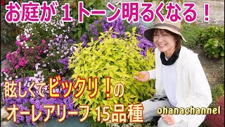 ★お庭が1トーン明るくなる！眩しくてビックリ(ﾟдﾟ)！のオーレアリーフ15品種＋おまけの7品種🍃[Dazzling golden leaves] 15 recommended varieties🍂