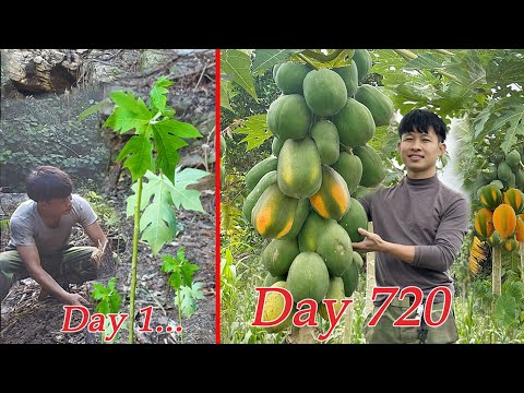 2 Year Gardening in Forest, From start to harvest Papaya Go To Market Sell. 2 Year Off Grid Cabin