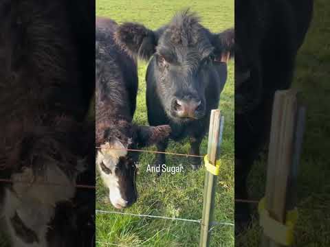 Meet the neighbors. #homesteadlifestyle #cows #farm #homestead #cattle