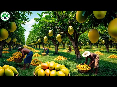 How Thai Farmers Harvest Millions of Mango   Mango Fruit Farming  Farming Documentary