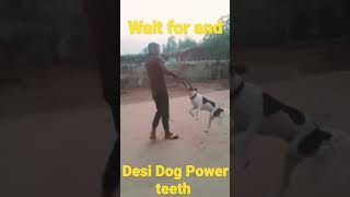 desi dog Power teeth ||#shorts #trendingvideo01