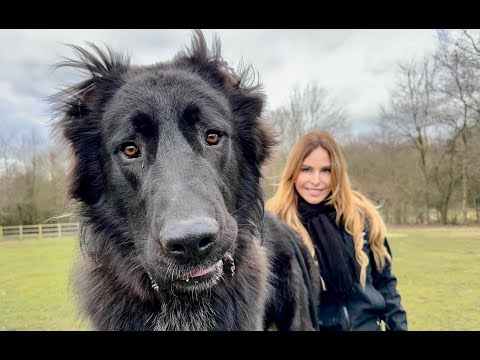 WOLF KILLER? - The Iranian Sarabi Dog - سگ سرابی