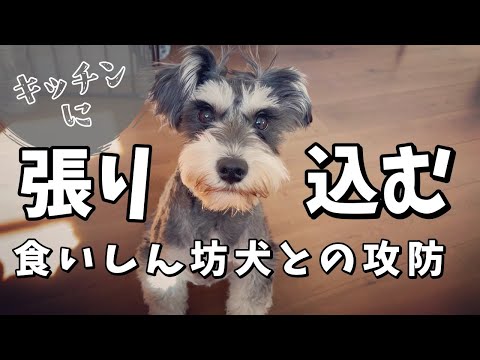 【ミニチュアシュナウザー】キッチンに張り込む食いしん坊犬とズルい飼い主のおもしろ攻防