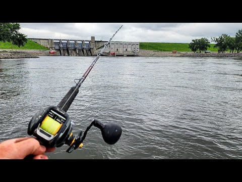 The BEST Summertime CUTBAIT For Catfish!! (Catch more fish)