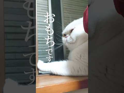 おもちです#ねこ#猫動画#白猫