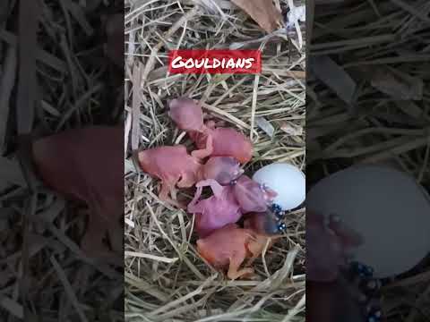 gouldians babies again !   #exoticbird #finches #bird #chicks #babyfinch